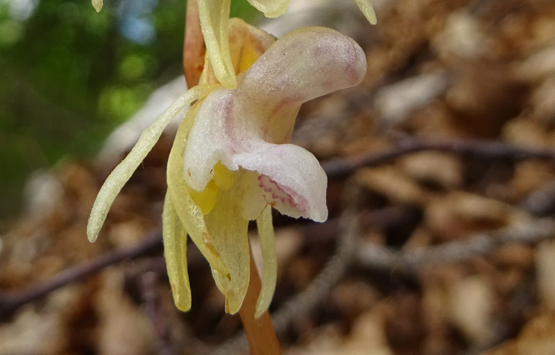 Epipogium aphyllum
